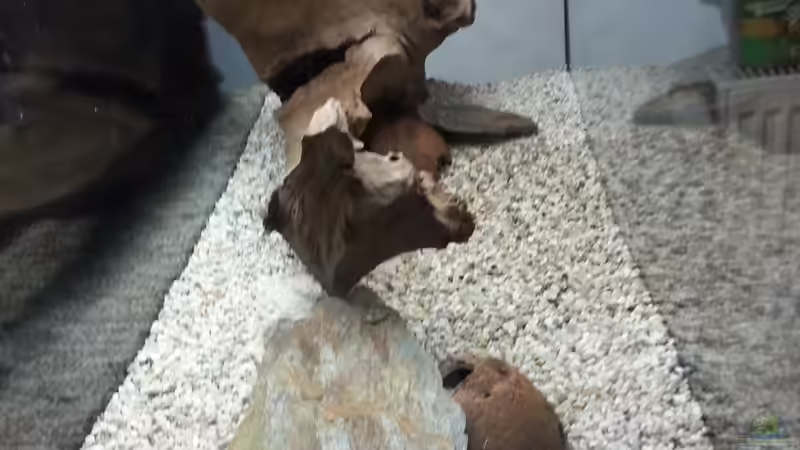 Dekoration im Aquarium Becken 2.0 von David Böhme (4)