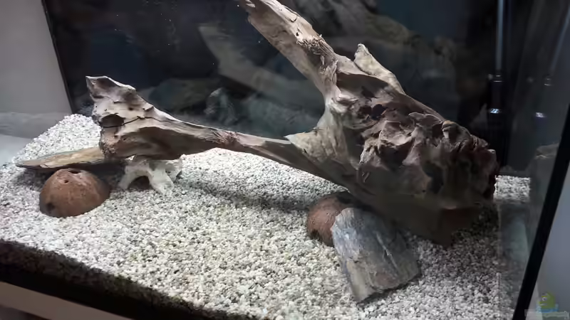 Dekoration im Aquarium Becken 2.0 von David Böhme (5)