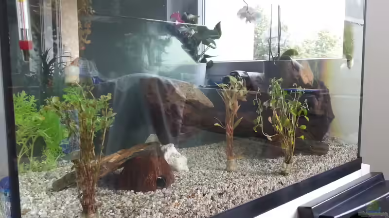 Dekoration im Aquarium Becken 2.0 von David Böhme (7)