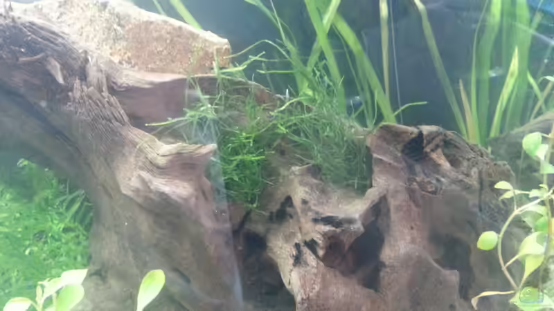 Dekoration im Aquarium Becken 2.0 von David Böhme (9)