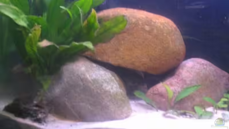 Dekoration im Aquarium Becken 200 von Katrin Bärwald (2)