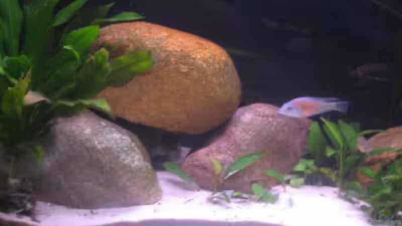 Dekoration im Aquarium Becken 200 von Katrin Bärwald (3)