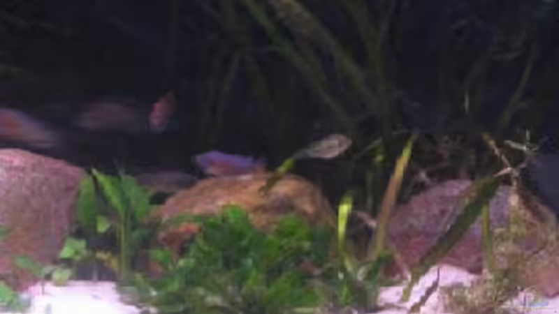 Dekoration im Aquarium Becken 200 von Katrin Bärwald (4)