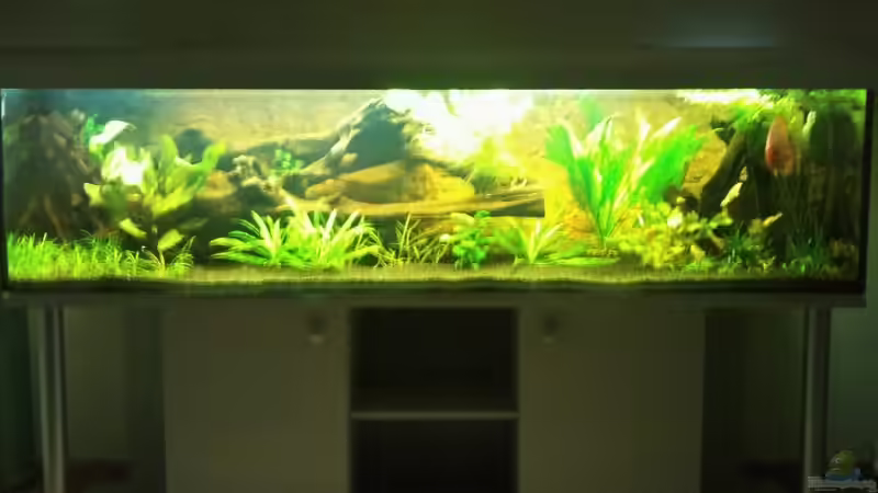 Dekoration im Aquarium Becken 20004 von Blue2 (4)