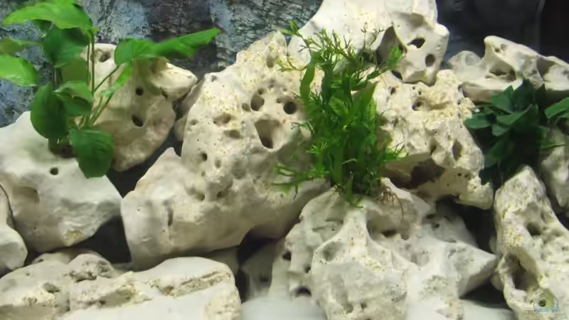 Dekoration im Aquarium Becken 2007 von Thomas Berling (7)