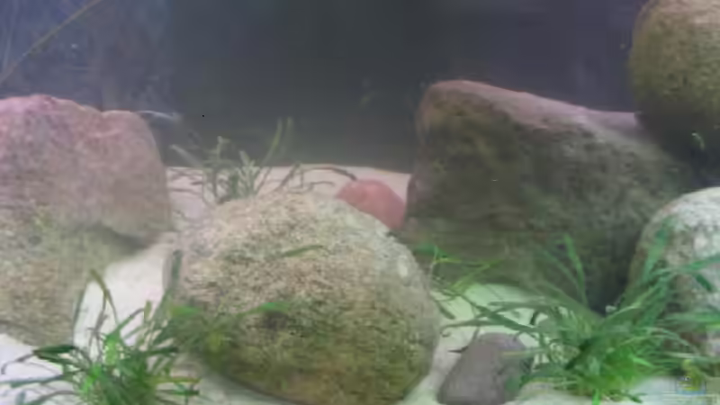 Dekoration im Aquarium Becken 201 von Katrin Bärwald (3)