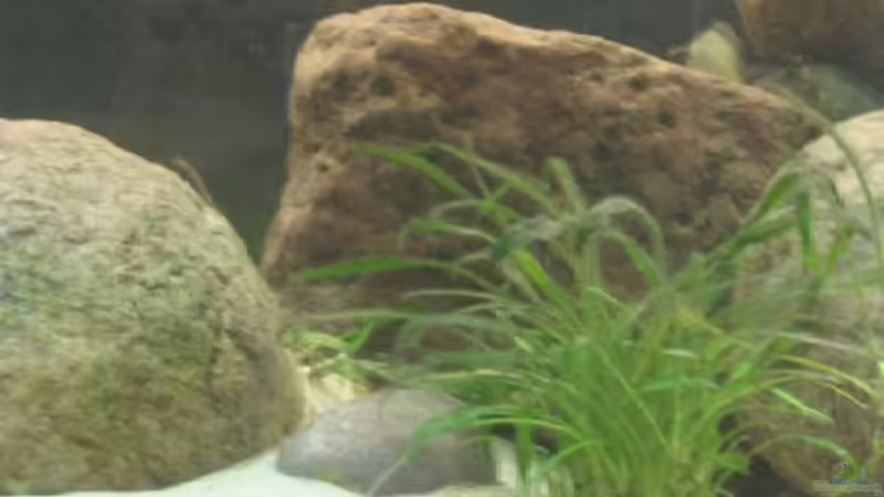 Dekoration im Aquarium Becken 201 von Katrin Bärwald (4)