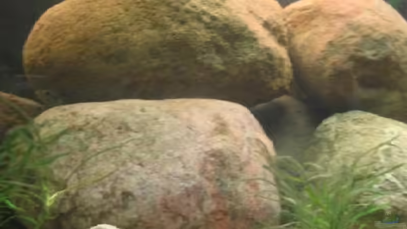 Dekoration im Aquarium Becken 201 von Katrin Bärwald (5)