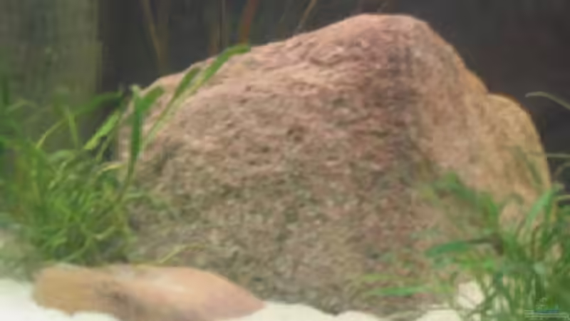 Dekoration im Aquarium Becken 201 von Katrin Bärwald (6)