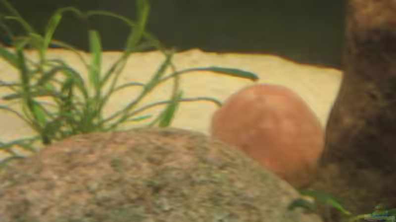 Dekoration im Aquarium Becken 201 von Katrin Bärwald (7)