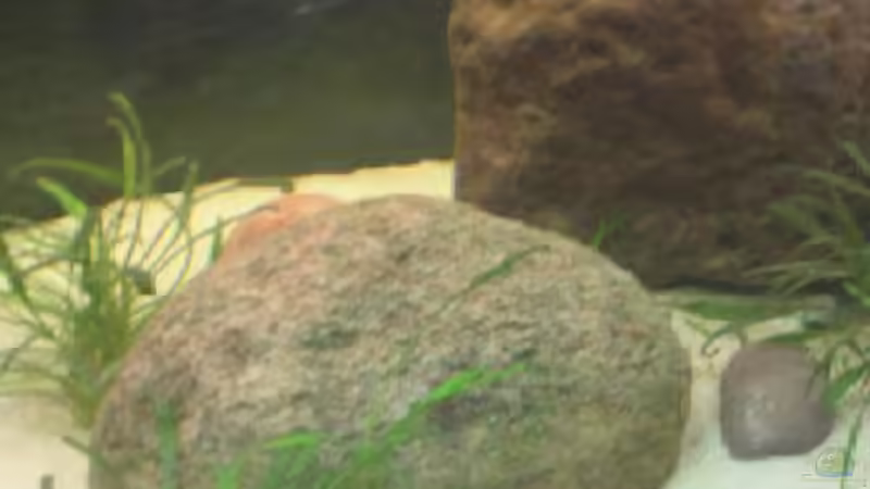 Dekoration im Aquarium Becken 201 von Katrin Bärwald (8)