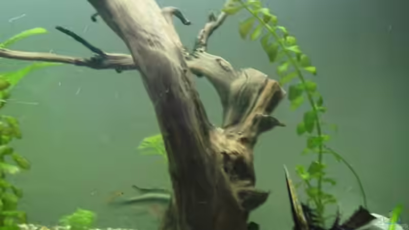 Dekoration im Aquarium Becken 2020 von Oliver Fischer (4)