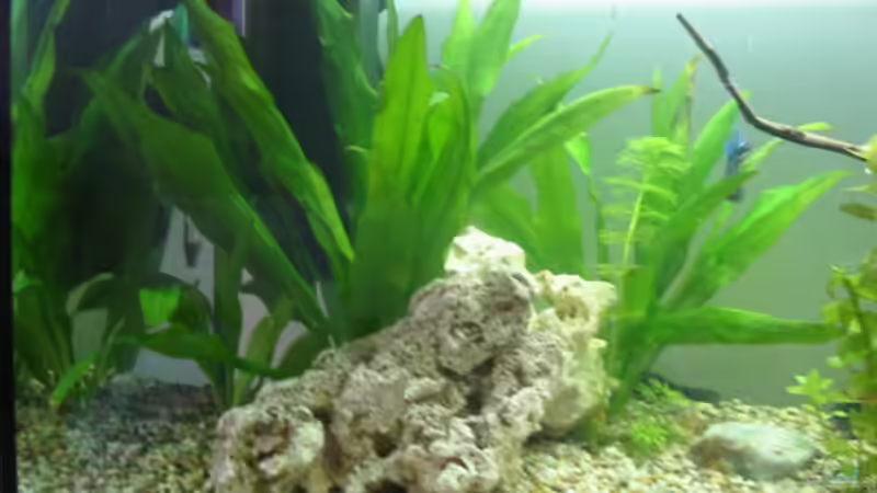 Dekoration im Aquarium Becken 2020 von Oliver Fischer (5)