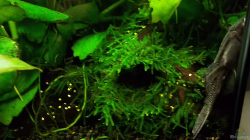 Dekoration im Aquarium Becken 20335 von Niko P. (18)