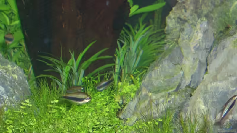 Dekoration im Aquarium Becken 2083 von J.Liebold (12)