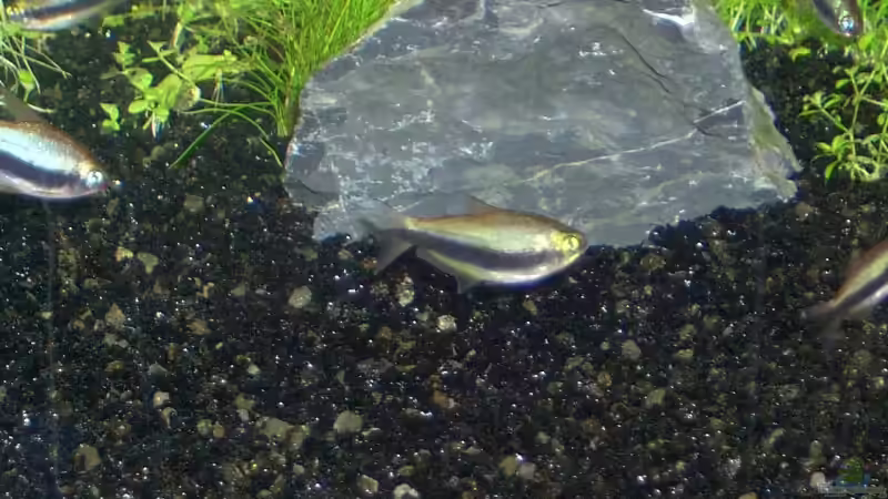 Dekoration im Aquarium Becken 2083 von J.Liebold (13)