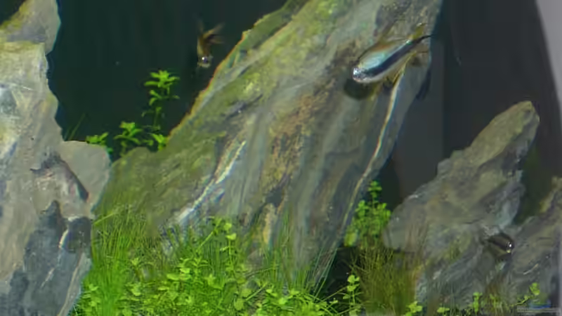 Dekoration im Aquarium Becken 2083 von J.Liebold (14)