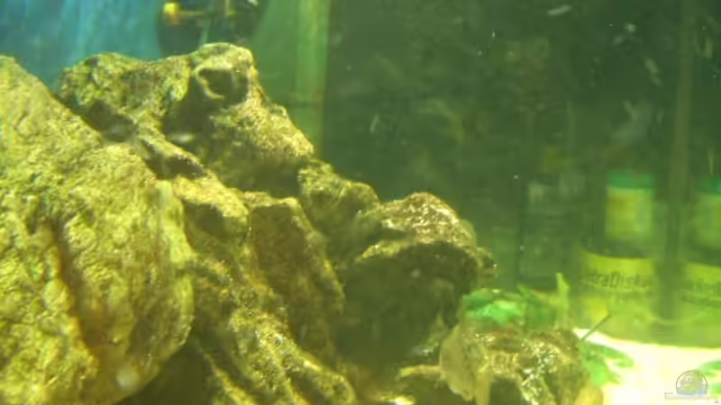 Dekoration im Aquarium Becken 2085 von Christoph Werner (3)