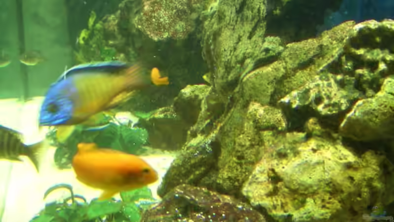 Dekoration im Aquarium Becken 2085 von Christoph Werner (4)