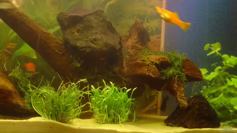 Dekoration im Aquarium Becken 2108 von Andreas Mehner (3)