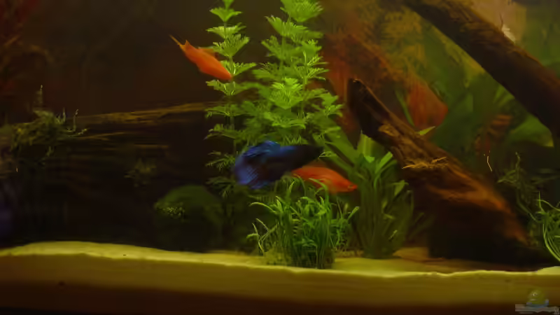 Dekoration im Aquarium Becken 2108 von Andreas Mehner (4)