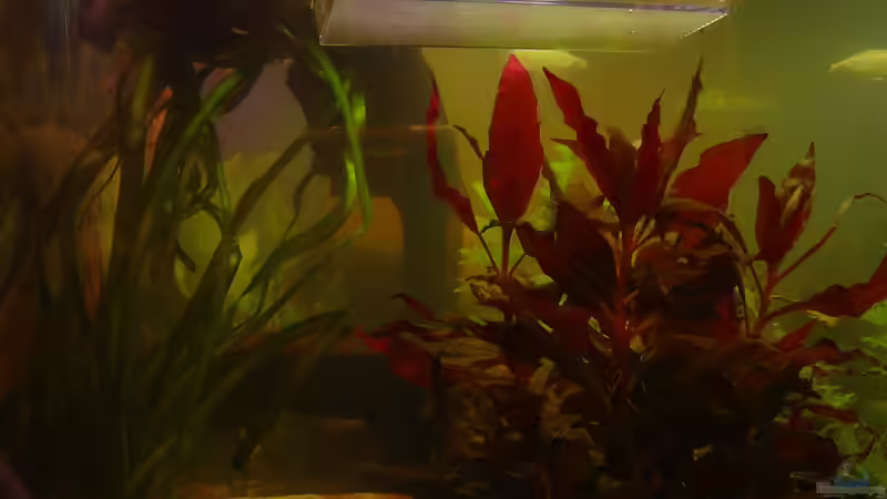 Dekoration im Aquarium Becken 2108 von Andreas Mehner (5)