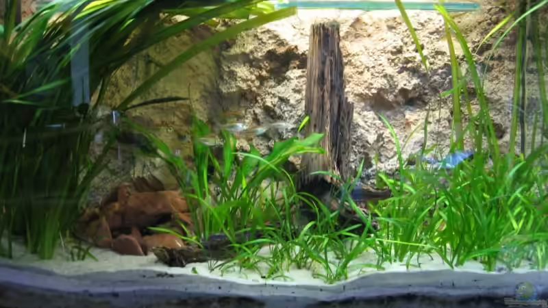 Dekoration im Aquarium Becken 2112 von Luschez (8)