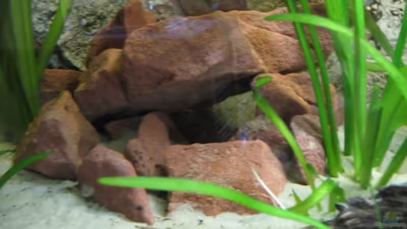 Dekoration im Aquarium Becken 2112 von Luschez (9)