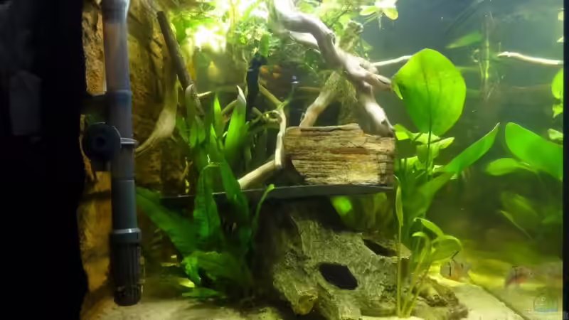 Dekoration im Aquarium Becken 21129 von Felix Rohn (6)