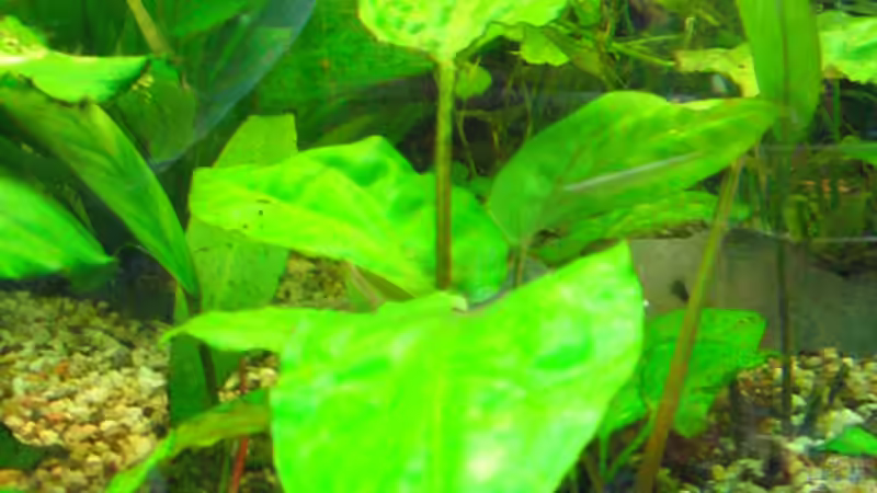 Dekoration im Aquarium Becken 2122 von Mike Nebenführ (14)