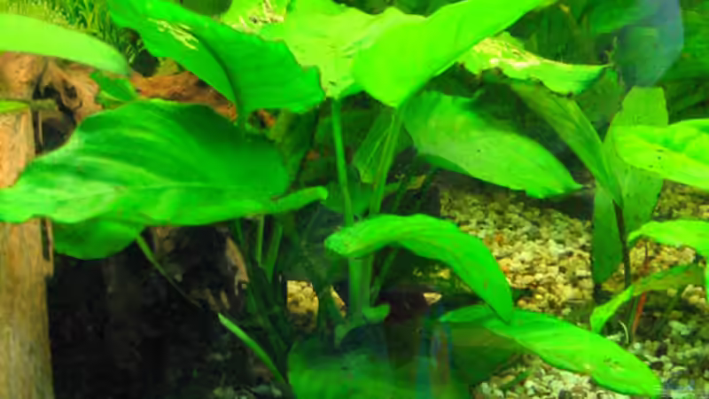 Dekoration im Aquarium Becken 2122 von Mike Nebenführ (16)