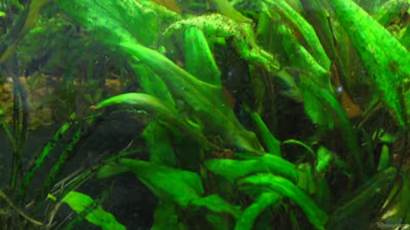 Dekoration im Aquarium Becken 2122 von Mike Nebenführ (17)