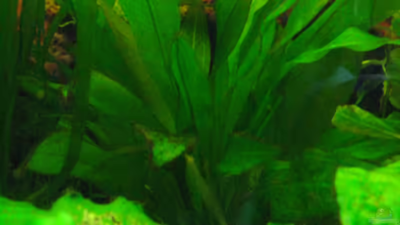 Dekoration im Aquarium Becken 2122 von Mike Nebenführ (18)