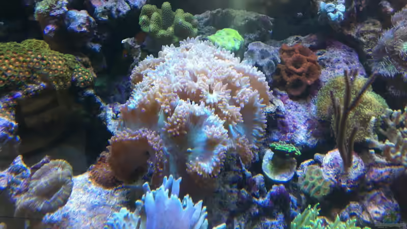 Dekoration im Aquarium Becken 21319 von Torsten Nikolaus (2)