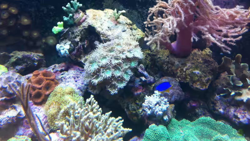 Dekoration im Aquarium Becken 21319 von Torsten Nikolaus (3)