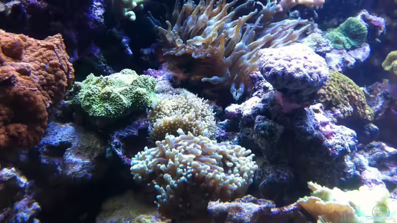 Dekoration im Aquarium Becken 21319 von Torsten Nikolaus (4)