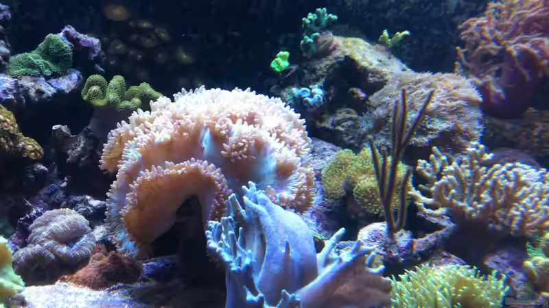 Dekoration im Aquarium Becken 21319 von Torsten Nikolaus (5)