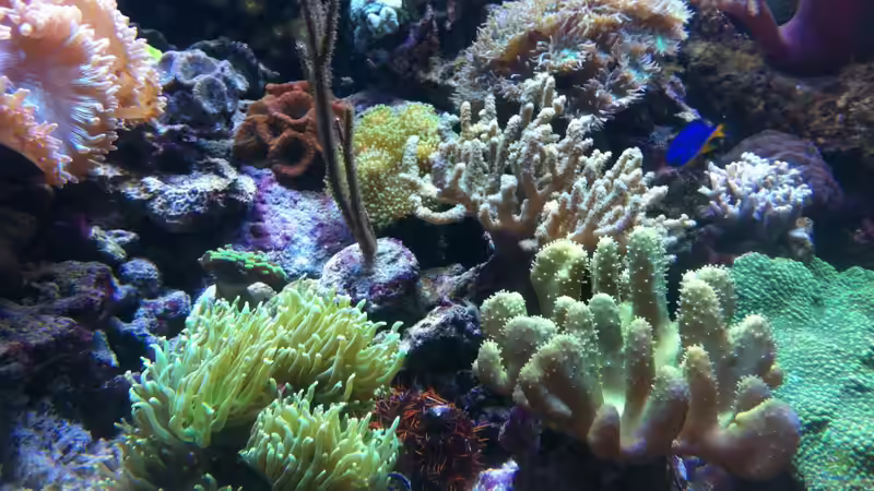 Dekoration im Aquarium Becken 21319 von Torsten Nikolaus (6)