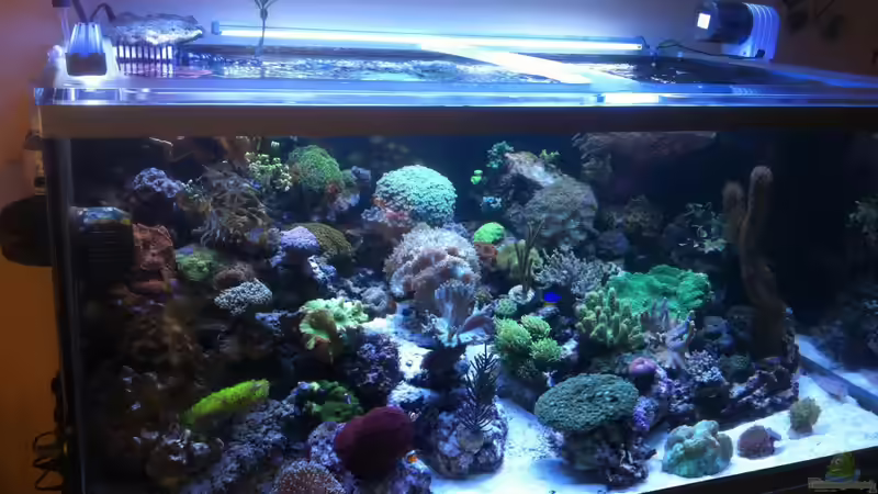 Dekoration im Aquarium Becken 21319 von Torsten Nikolaus (7)