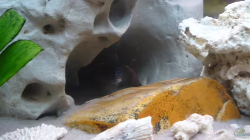 Dekoration im Aquarium Becken 2137 von Sandro Hänsel (3)