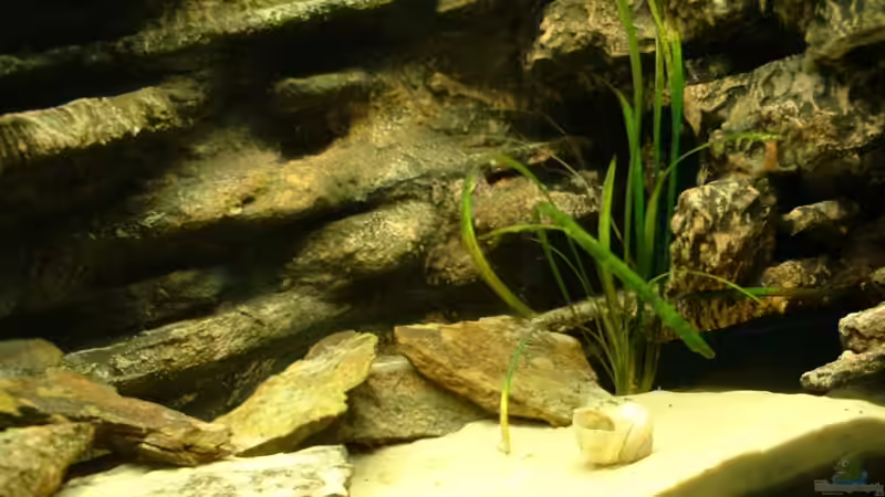 Dekoration im Aquarium Becken 2137 von Sandro Hänsel (4)