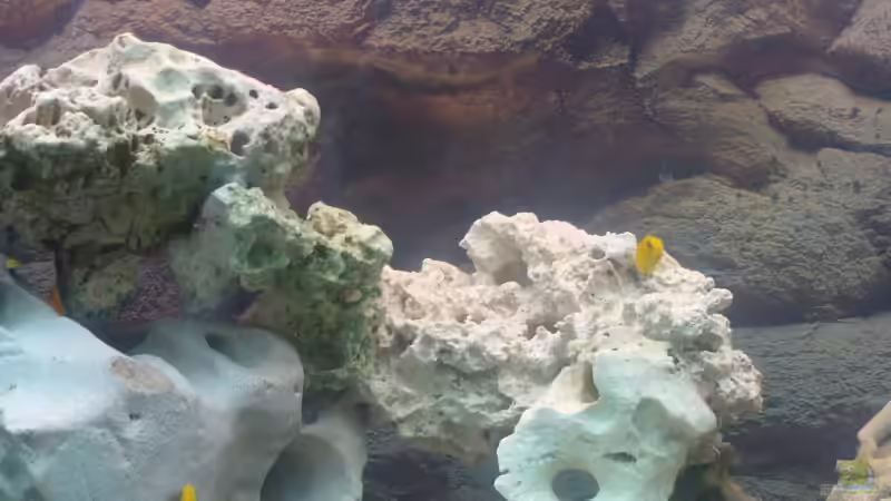 Dekoration im Aquarium Becken 2137 von Sandro Hänsel (5)