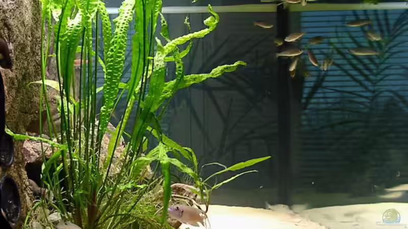 Dekoration im Aquarium Becken 216 von Norbert Ruhnau (11)