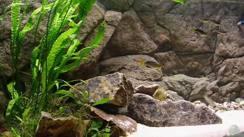 Dekoration im Aquarium Becken 216 von Norbert Ruhnau (12)