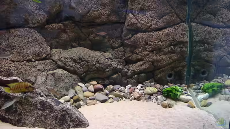 Dekoration im Aquarium Becken 216 von Norbert Ruhnau (14)