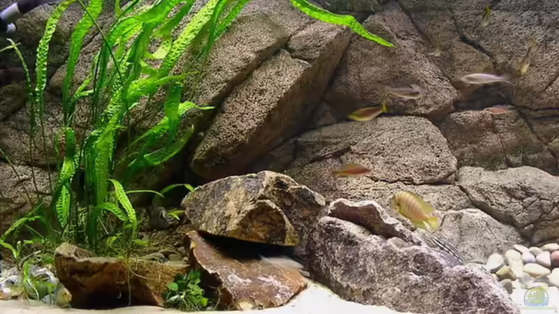 Dekoration im Aquarium Becken 216 von Norbert Ruhnau (15)