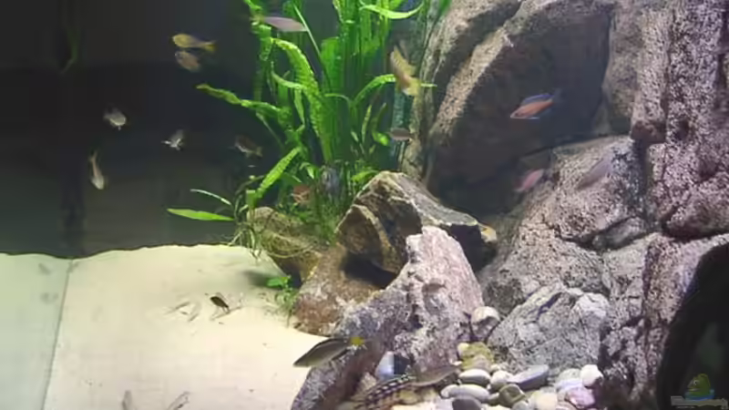 Dekoration im Aquarium Becken 216 von Norbert Ruhnau (16)