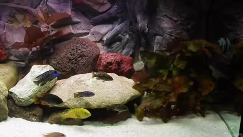 Dekoration im Aquarium Becken 2161 von Marko Schulz (2)