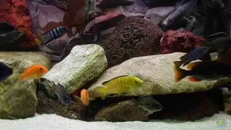 Dekoration im Aquarium Becken 2161 von Marko Schulz (4)