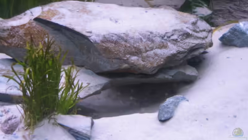 Dekoration im Aquarium Becken 2162 von Kasanga (7)